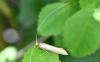 Nematopogon sp.